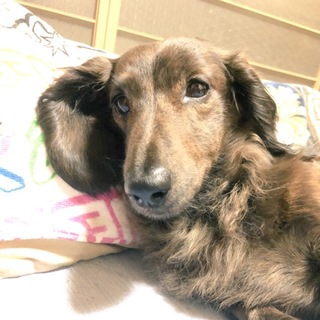 【急募】ミニチュアダックス♀の里親さんを募集