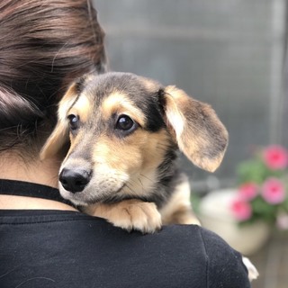 ミニチュア ダックスフンド 雑種 を含む 犬の里親募集情報 ペットのおうち 月間利用者150万人