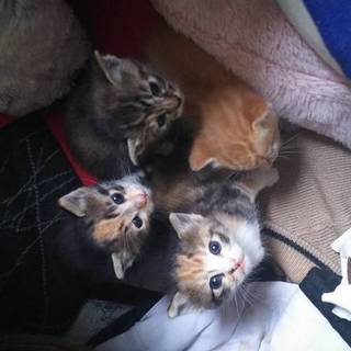 とてもかわいい４匹の赤ちゃんネコ☆