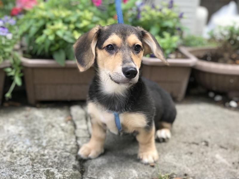 生後４か月 雑種 ダッ 埼玉県 犬の里親募集 ペットのおうち 月間利用者150万人