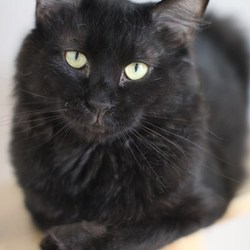 ６/３０（日）神奈川県動物保護センター譲渡会