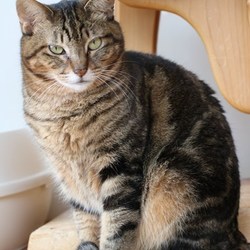 ６/３０（日）神奈川県動物保護センター譲渡会 サムネイル2