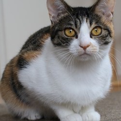 ６/３０（日）神奈川県動物保護センター譲渡会 サムネイル3