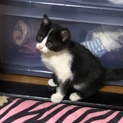美人猫ちゃん 甘えん坊です。メス♀