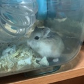 ロボロフスキーハムスター 里親募集中