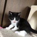 子猫の里親募集