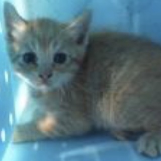 里親様に迎えられました。有難うございました。