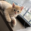 子猫の里親募集