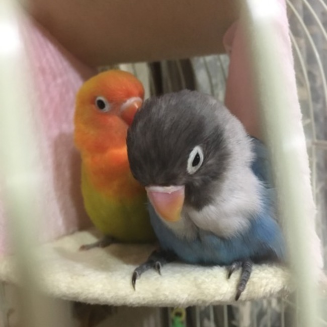 ゆう茄子大好きのカバー写真
