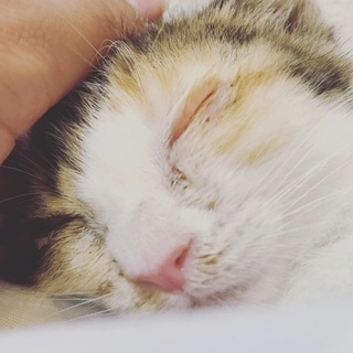 野良出身 仮名「カンちゃん」