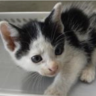 里親様に迎えられました。有難うございました。