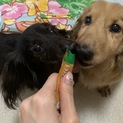 飼い主を亡くしたダックス二匹