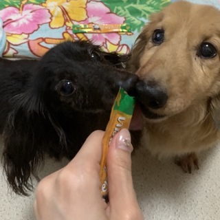 飼い主を亡くしたダックス二匹