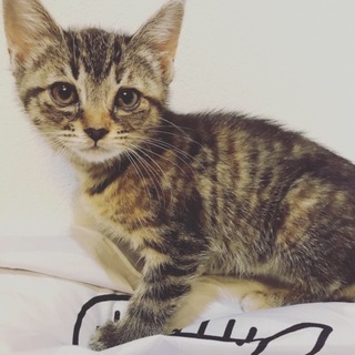 野良出身 ベンガル風仮名「みのにゃん」