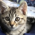 子猫の里親募集