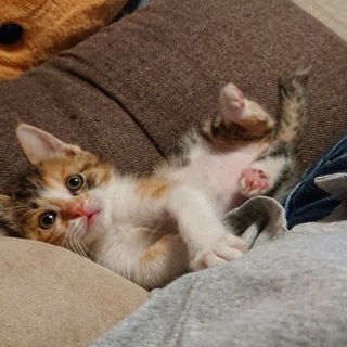 里親募集中です。(三毛の♀ 約1ヶ月です。)