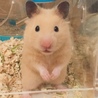あぴ9