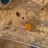 マヨちゃん❤︎