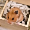 ゴールデンハムスター赤ちゃんの里親さん探してます！ サムネイル2