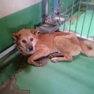 【感謝】繋がりました(T▽T)期限切れ老犬♂