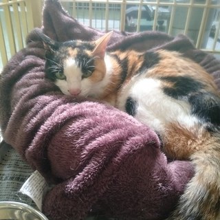 【感謝】繋がります！持込15歳の三毛ばぁちゃん。