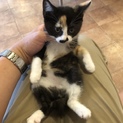 子猫4匹保護しました、助けて下さい！！〜その2