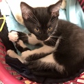子猫4匹保護しました、助けて下さい！！〜その3