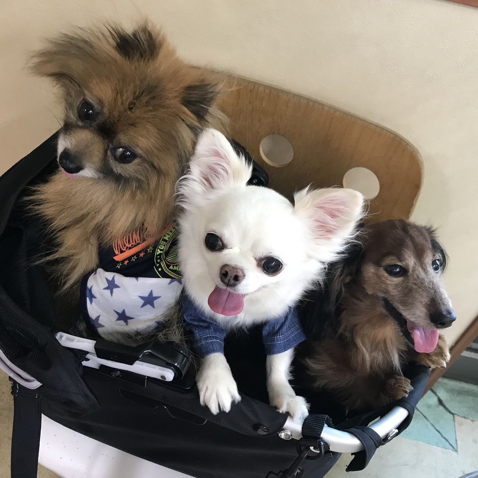 ボンのカバー写真