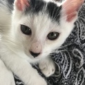 検査済み:)仲良し姉妹猫