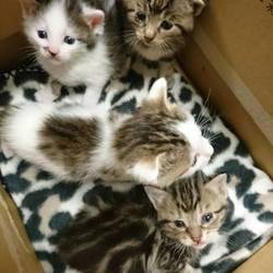 釧路　猫の譲渡会 サムネイル2