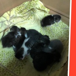 釧路　猫の譲渡会 サムネイル3