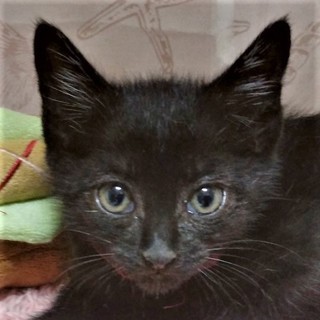 6/23春日★はるとくん★慎重な長男気質