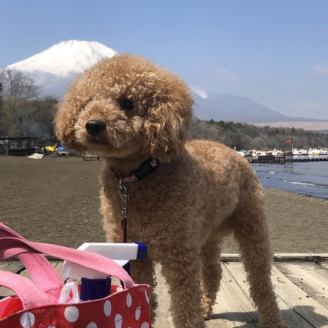 海つばめのカバー写真