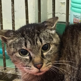 岩国健康福祉センター来訪者に譲渡されました。