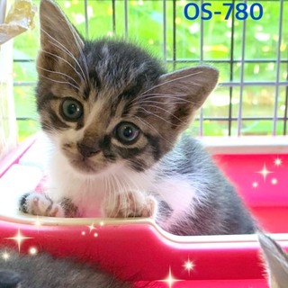 管理番号︰OSー780