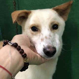 里親様決定しました！ありがとうございました✨