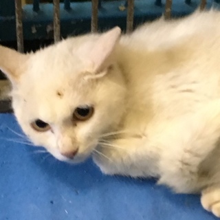 岩国健康福祉センターにて譲渡されました。