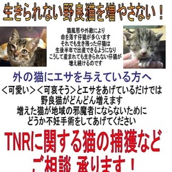 わんにゃんマルシェvol.2 サムネイル3