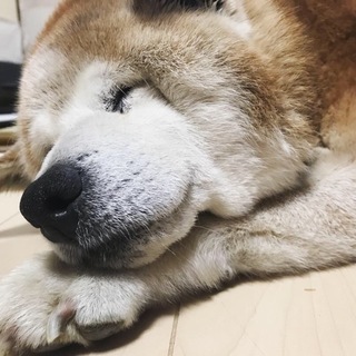 老犬ジョンGを家族に迎えてください。