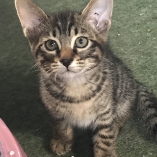 ちょっと怖がりのキジキジくん