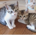 可愛い兄弟猫です