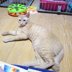 「譲渡について」サムネイル1