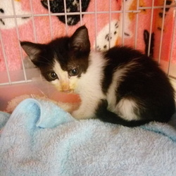 「譲渡について」サムネイル2