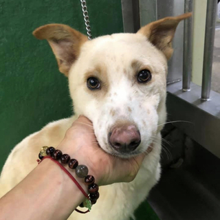 亡くなってしまったそうです(TT)