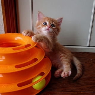 令和生まれのがんちゃん