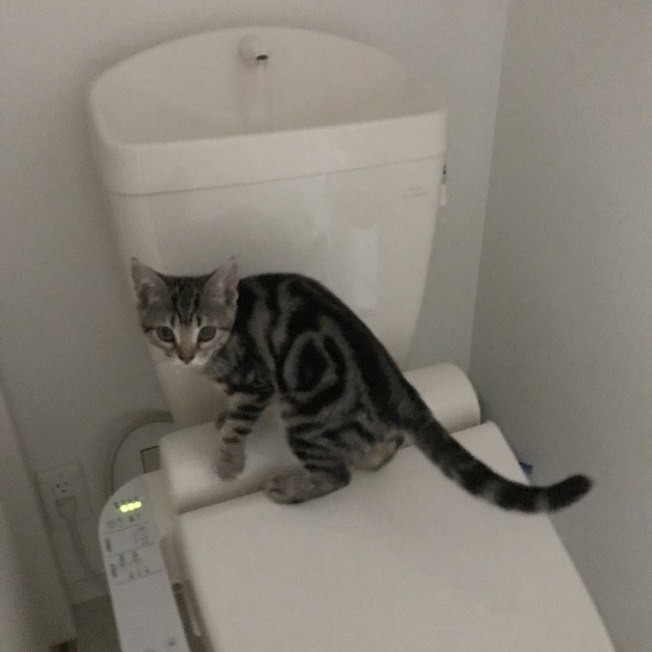 るぅちゃんのカバー写真
