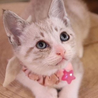 白黒兄妹！人懐っこさ抜群