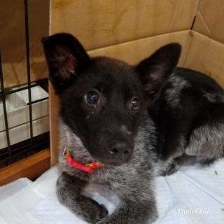 この子を助けてください。