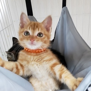 【7/14東銀座】茶太郎くん2ヵ月半♪