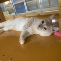 人懐っこいジャンボ君